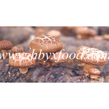 Tea Flower Mushroom Buying in Large Quantity